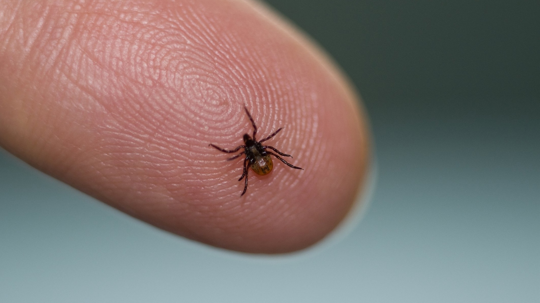 Taklitçi Hastalık: Lyme Hastalığı